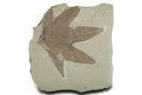 Fossil Sycamore (Macginitiea) Leaf - Green River Formation, Utah #356067-1